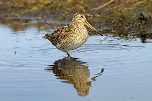 Magellanica: Magellanic Snipe / South American Snipe