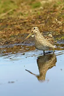 Magellanica: Magellanic Snipe / South American Snipe