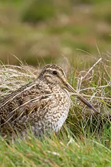 Magellanic: Magellanic Snipe / South American Snipe