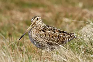 Magellanic: Magellanic Snipe / South American Snipe