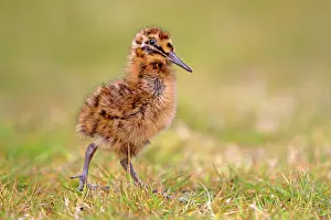 Magellanic: Magellanic Snipe / South American Snipe - chick