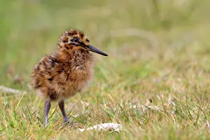 Magellanic: Magellanic Snipe / South American Snipe - chick