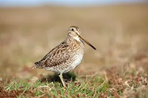 Magellanica: Magellanic Snipe / South American Snipe - drinking