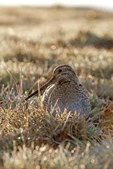 Magellanica: Magellanic Snipe / South American Snipe - drinking