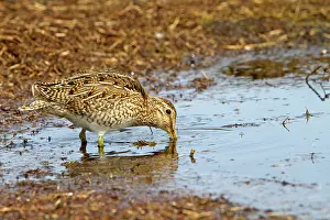 Gallinago: Magellanic Snipe / South American Snipe - drinking