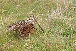Magellanic: Magellanic Snipe / South American Snipe - female and young