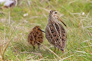 Magellanic: Magellanic Snipe / South American Snipe - female and young