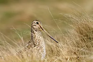 Magellanic: Magellanic Snipe / South American Snipe - on the nest