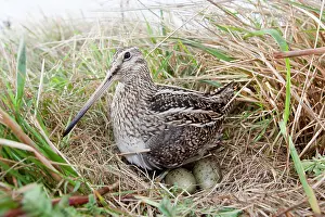 Magellanica: Magellanic Snipe / South American Snipe - on nest with eggs