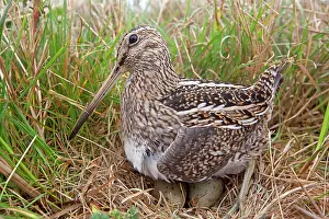 Magellanica: Magellanic Snipe / South American Snipe - on nest with eggs