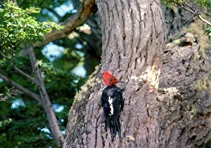 Campephilus: Magellanic Woodpecker