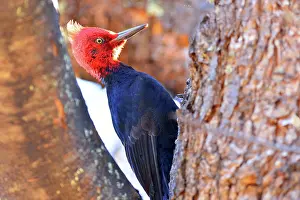 Magellanic: Magellanic Woodpecker