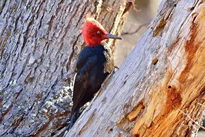 Magellanic: Magellanic Woodpecker