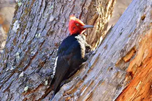 Magellanic: Magellanic Woodpecker