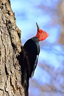 Magellanic: Magellanic Woodpecker