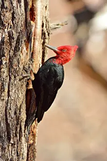 Magellanic: Magellanic Woodpecker