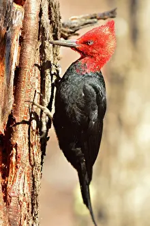 Magellanic: Magellanic Woodpecker