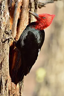 Magellanic: Magellanic Woodpecker