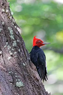 Magellanic: Magellanic Woodpecker adult male