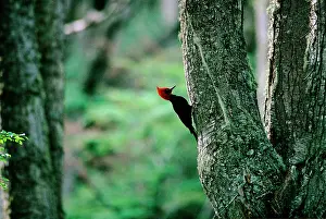 Campephilus: Magellanic Woodpecker - Argentina