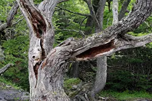 Nothofagus: Magellan's Beech Tree