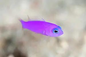 Dottyback: Magenta Dottyback