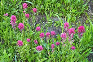 Castilleja: Magenta Painbrush