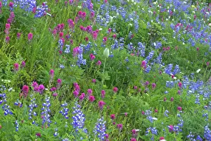 Castilleja: Magenta Paintbrush, amongst Broadleaf Lupin (Lupinus