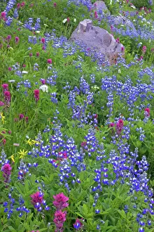 Castilleja: Magenta Paintbrush amongst Broadleaf Lupin (Lupinus