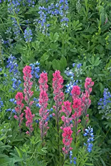 Castilleja: Magenta Paintbrush with Broadleaf Lupin (Lupinus latifolius)
