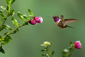 Monteverde: Magenta-throated Woodstar