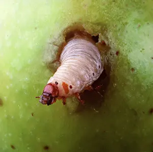 Maggot: MAGGOT - in apple