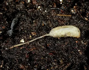 Compost: Maggot (Eristalis tenax) in compost