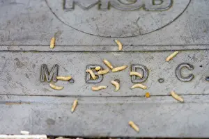 Bred: Maggots - bred in Beds CC bin crawling on lid