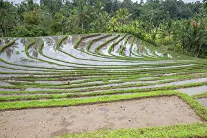 Indonesian: The magical rice terraces in the evening. Here you