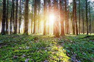 Imagination: Magical sunset and sunbeams in the woodland. Green
