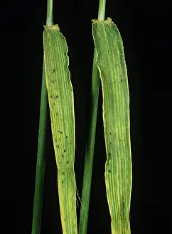 Trace: Magnesium deficiency of Barley