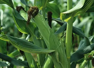 Chlorosis: Magnesium Deficiency in Corn