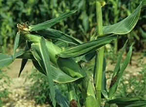 Chlorosis: Magnesium Deficiency in Corn