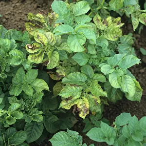 Tuberosum: Magnesium deficiency in potato leaves
