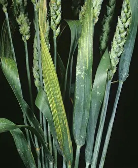 Trace: Magnesium deficiency in Wheat plants