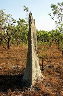 Magnetic: Magnetic Termite