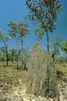 Magnetic: Magnetic Termite Mounds