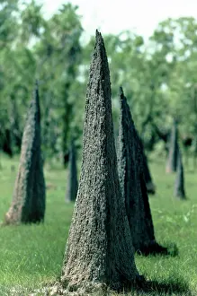 Magnetic: Magnetic Termite Mounds