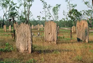 Magnetic: Magnetic TERMITE mounds