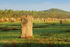 Magnetic: Magnetic Termite mounds - field with mounds of