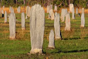 Magnetic: Magnetic Termite mounds - field with mounds of