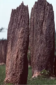 Magnetic: MAGNETIC TERMITE MOUNTS