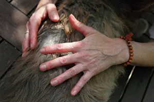Magnetic: Magnetic therapy on a cat