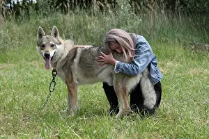 Raised: Magnetic therapy on a Czechoslovakian wolfdog